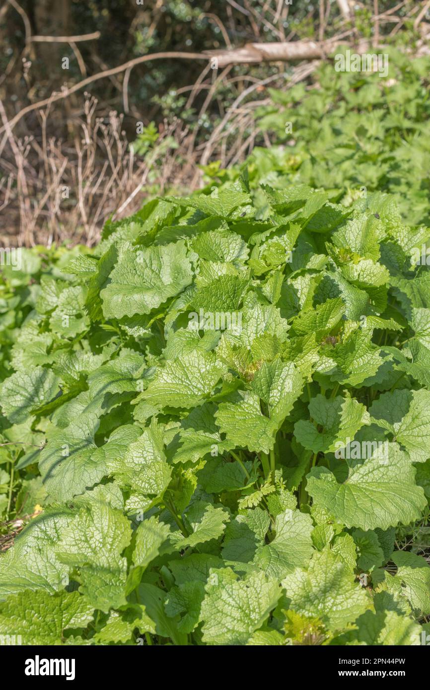 Pre-flowering leaves of Hedge Garlic, Jack by the Hedge / Alliaria petiolata growing in sunny springtime hedge. Used as medicinal plant and for food. Stock Photo