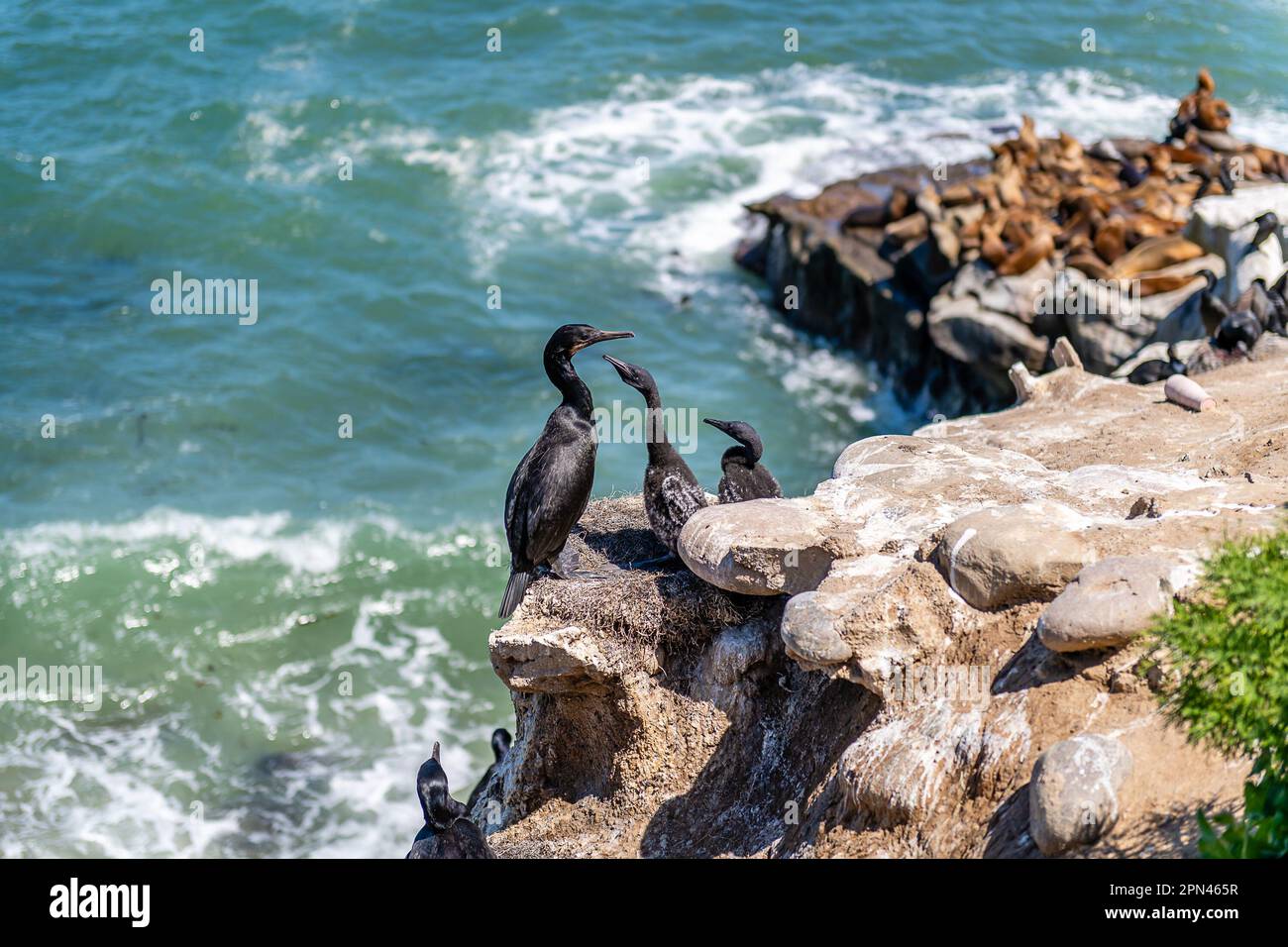 Coastline of La Jolla Stock Photo