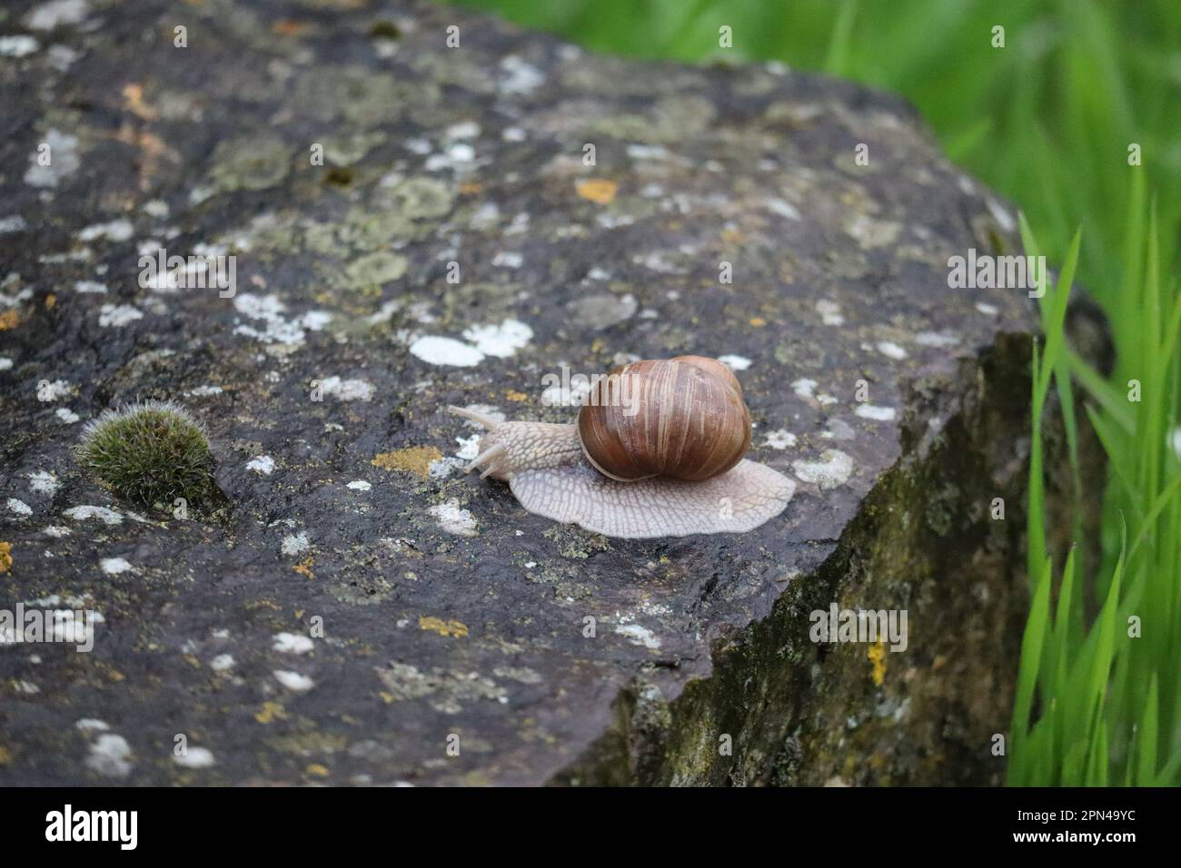 Snail faces a supposedly similar Species Stock Photo Alamy