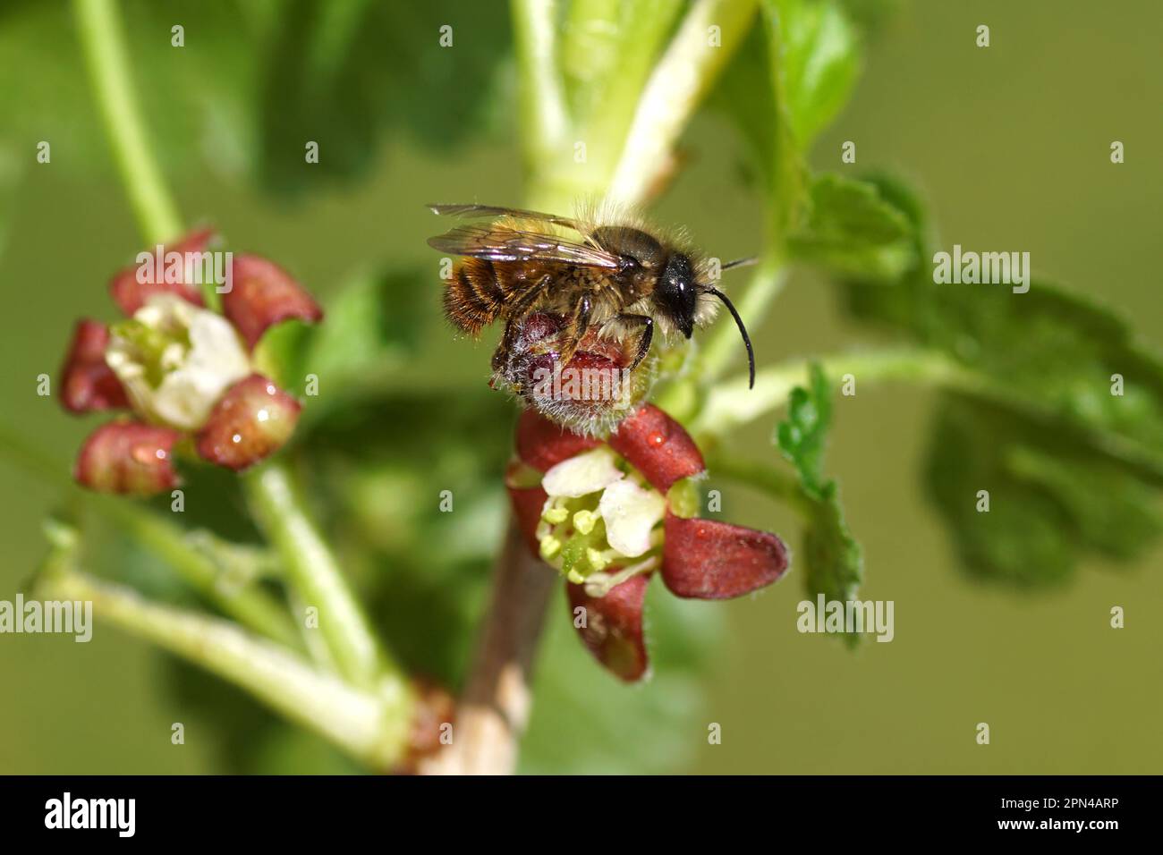 Closeup red mason bee (Osmia bicornis) family Megachilidae on the flowers of a jostaberry (Ribes × nidigrolaria), a complex-cross fruit bush. Stock Photo