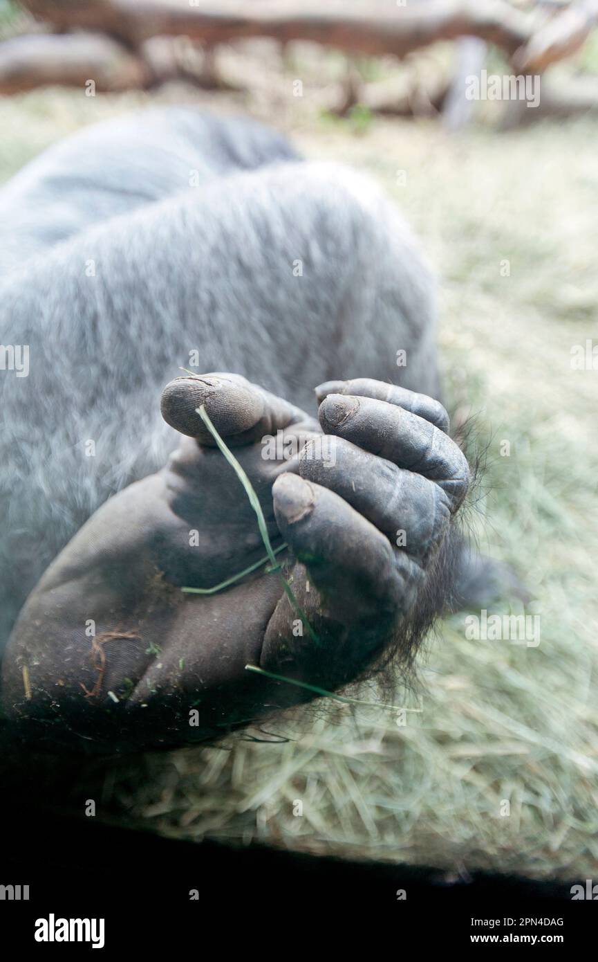 Close-up of gorilla's hand. Stock Photo