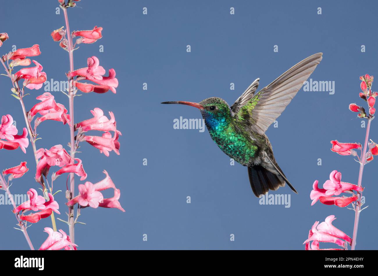 Hummingbird, Broadbilled, Arizona Stock Photo Alamy