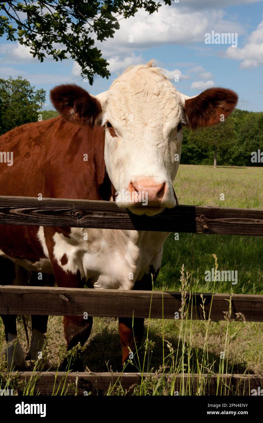 Hereford cow looking over fence, Dunsfold Rhys, High Street Green, Chiddingfold, Surrey, England Stock Photo