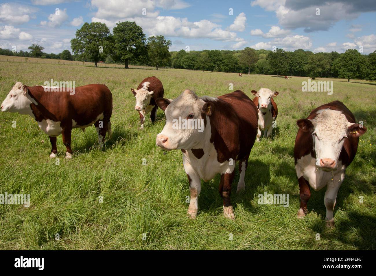 Hereford cattle out to pasture, Dunsfold, Surrey, England Stock Photo