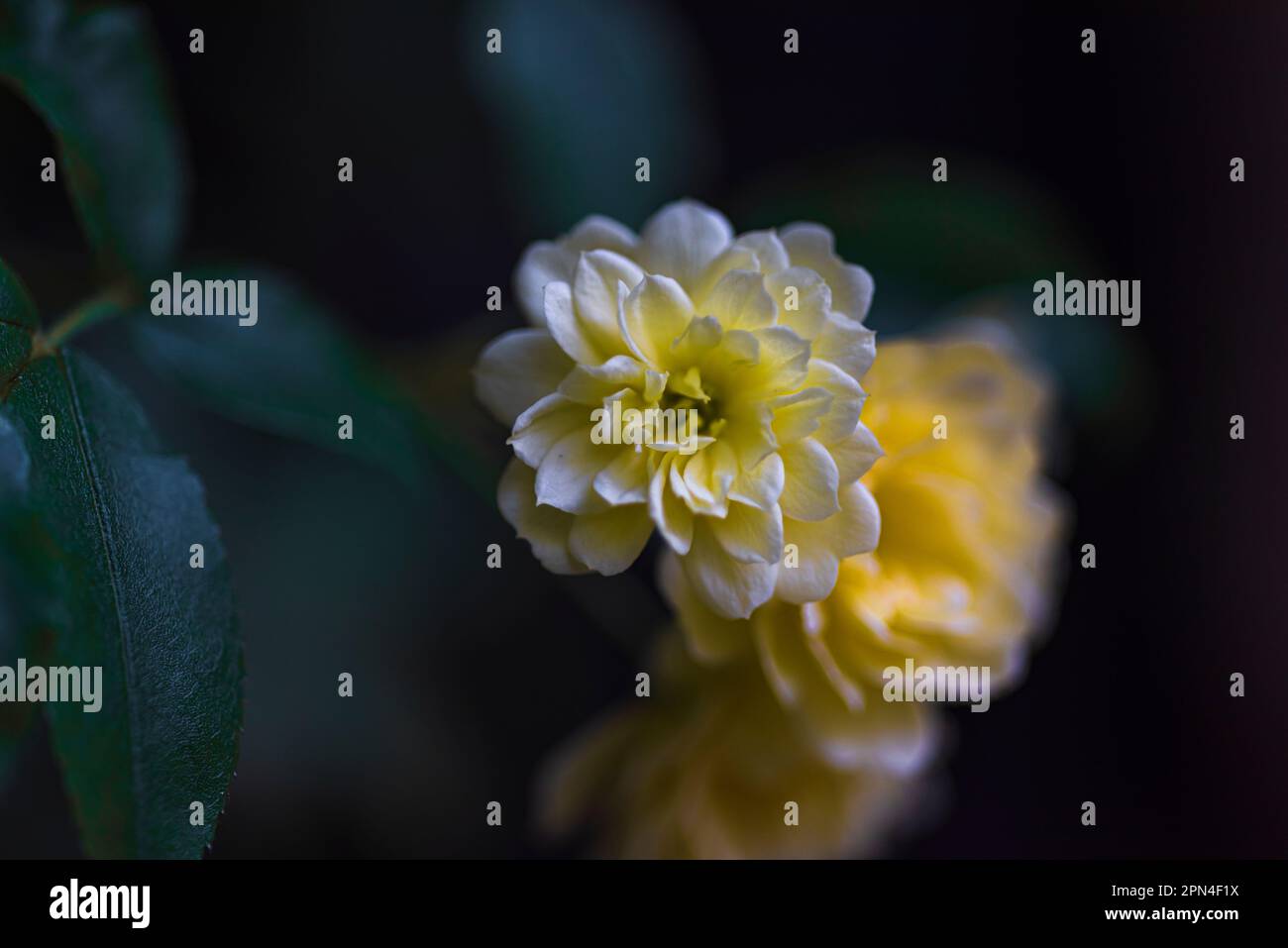 Dwarf rose hi-res stock photography and images - Alamy