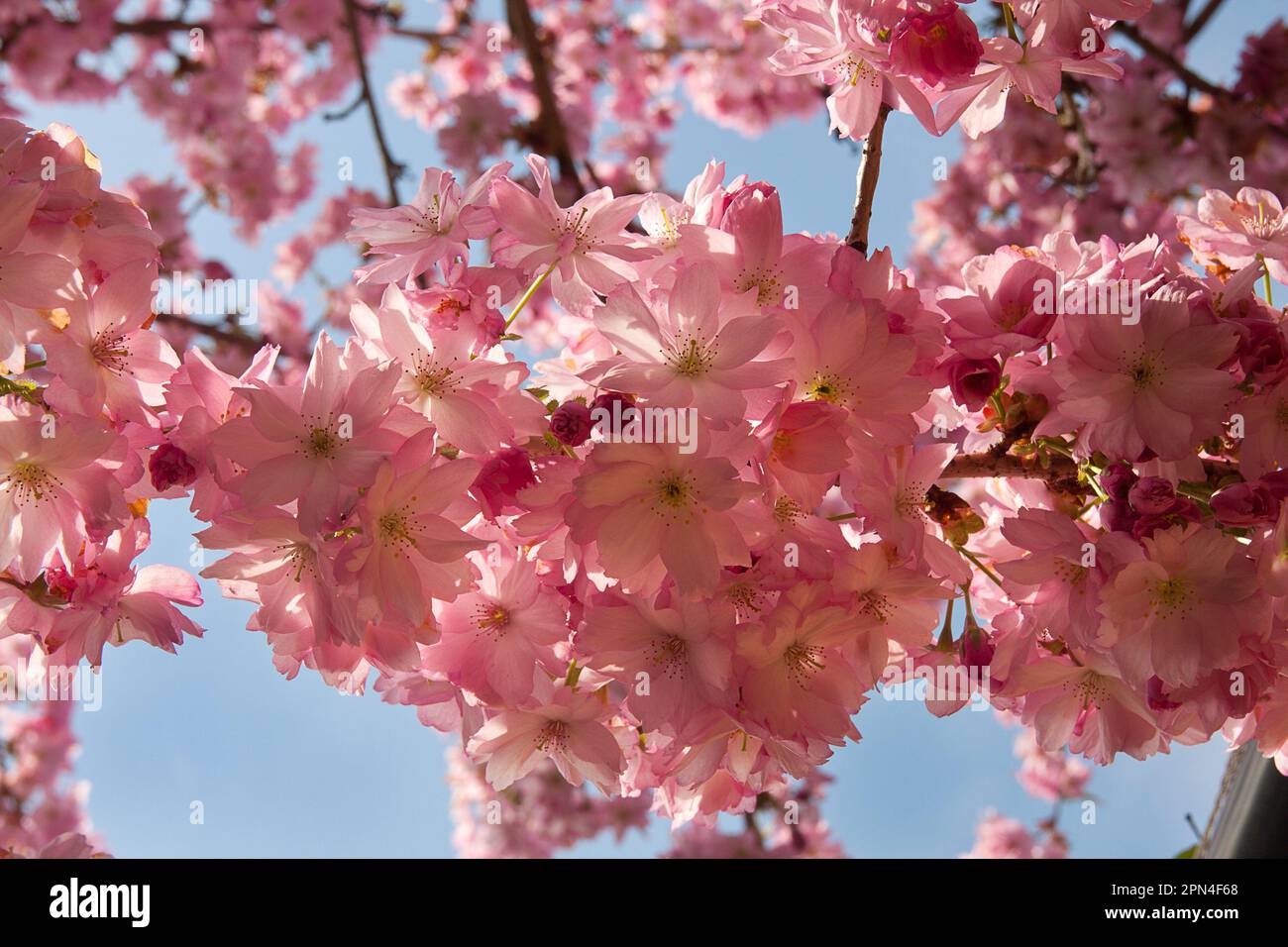 spring cherry blossom (prunus accolade), Surrey, England Stock Photo