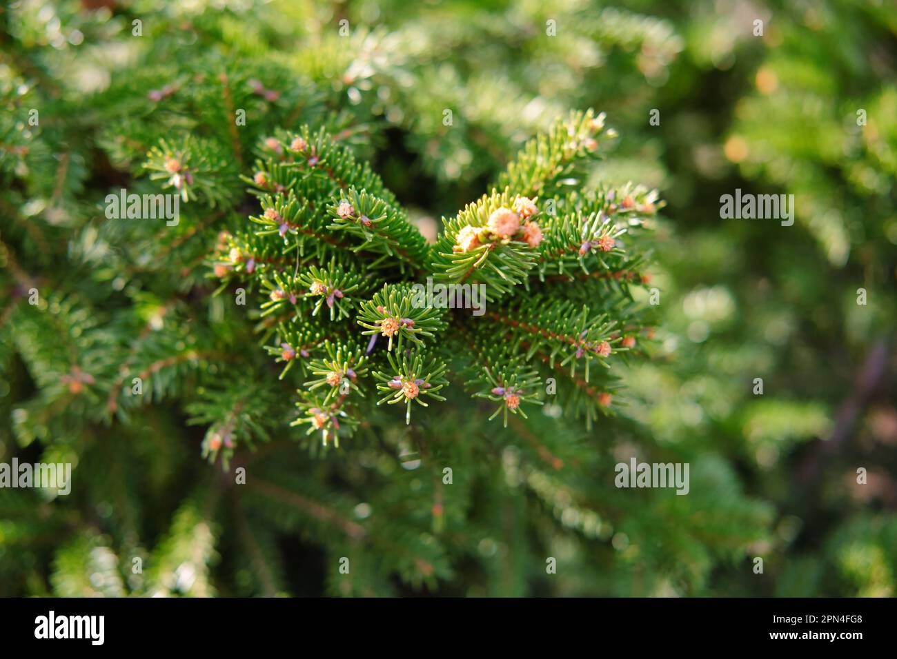 Close-up of fir-needle tree branches composition as a background texture. Natural plant backdrop. Stock Photo