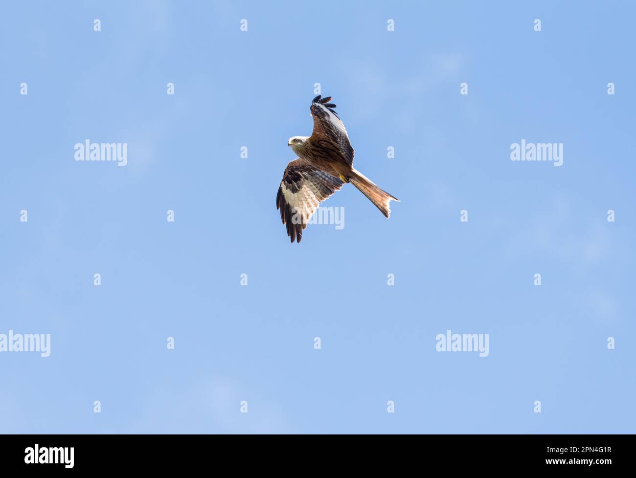 Red Kite (Milvus milvus) flying in Richmond Park, Surrey Stock Photo Alamy