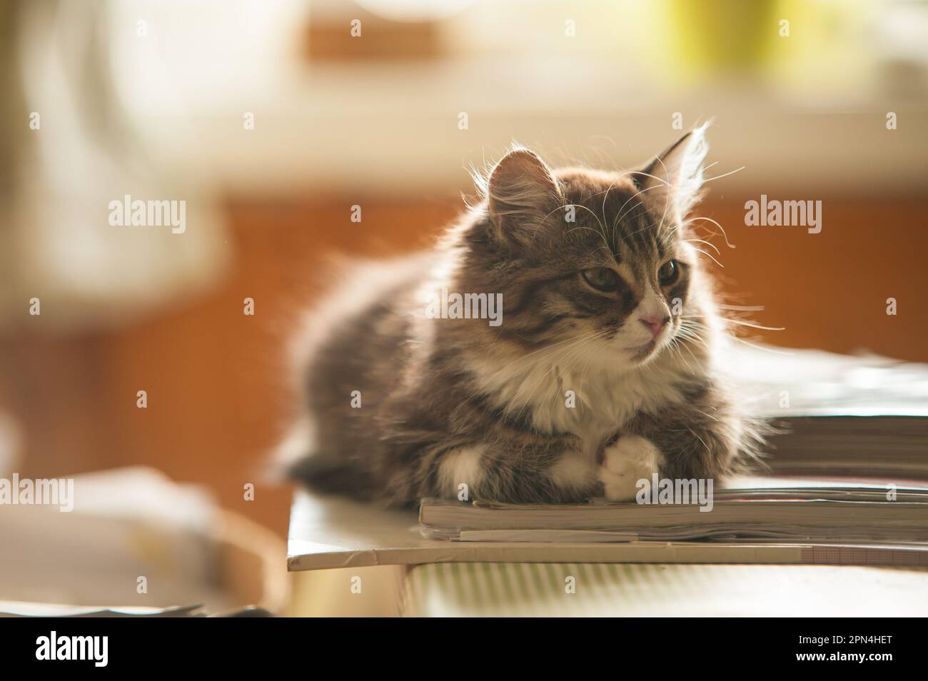 Nature magazines animal hi-res stock photography and images - Alamy