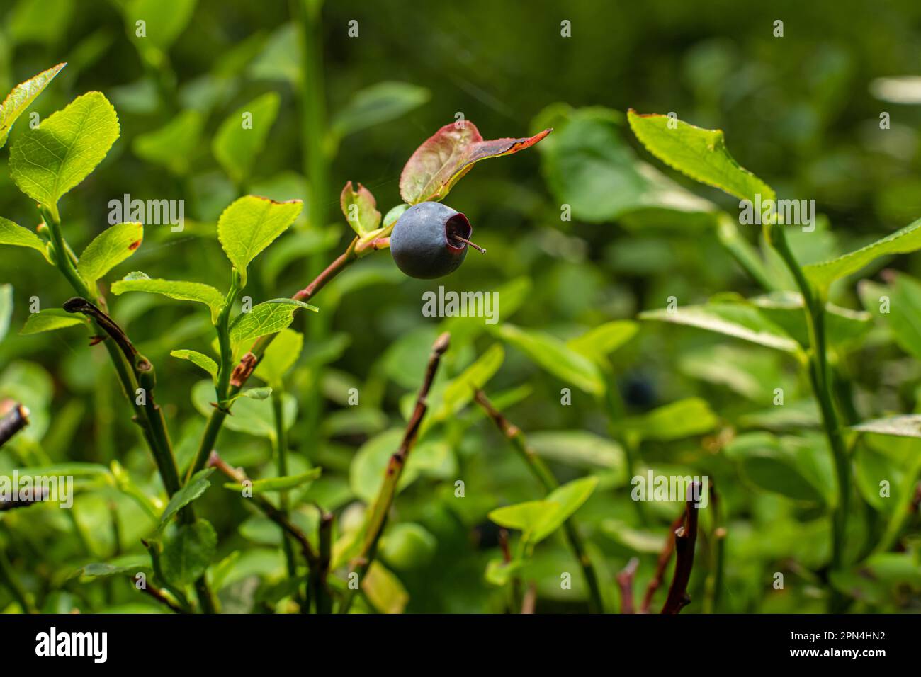 Lonely ripe blueberry in the woods ready to be picked and eaten Stock ...