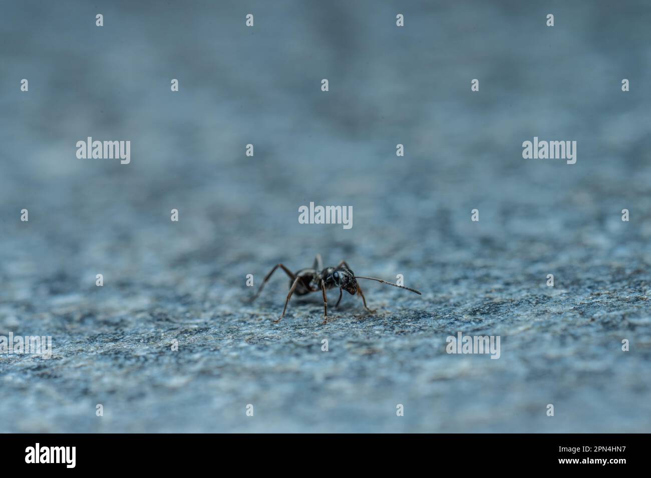 Tiny black ant strolling across a stone platter Stock Photo