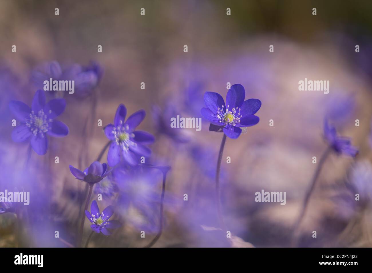Hepatica flowers that blooming in the forest in early spring. Hepatica ...