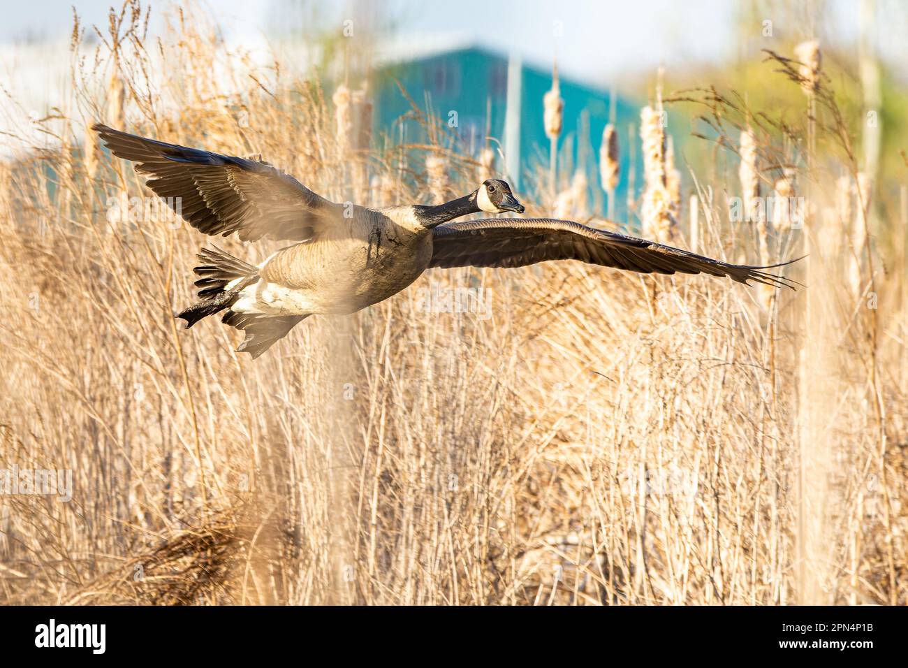 Canadien goose hi res stock photography and images Alamy