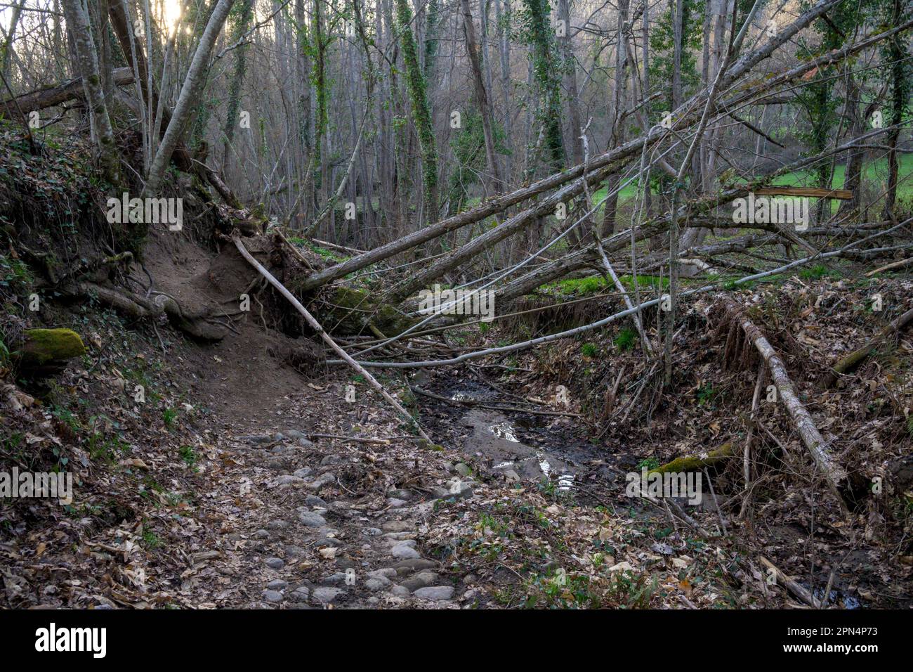 Ocean view of fallen trees hi-res stock photography and images - Alamy