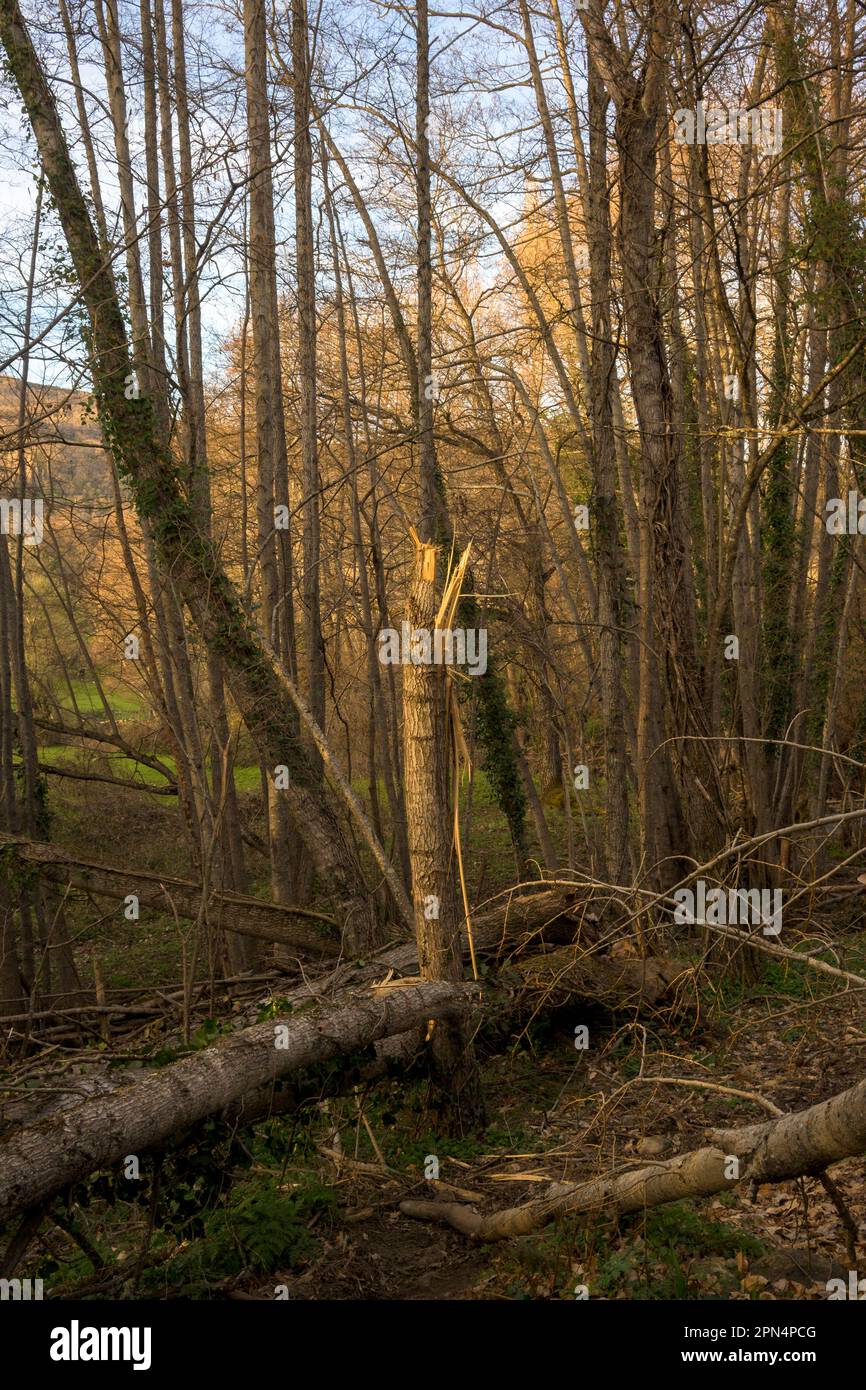 Young tree split in the middle of the forest by the wind vertically