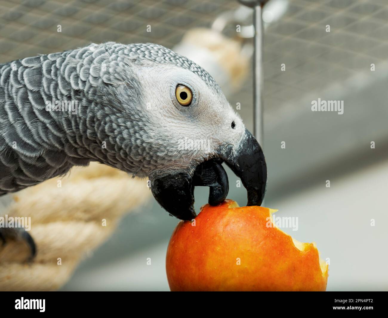 Head portrait of gray parrot eating apple Stock Photo