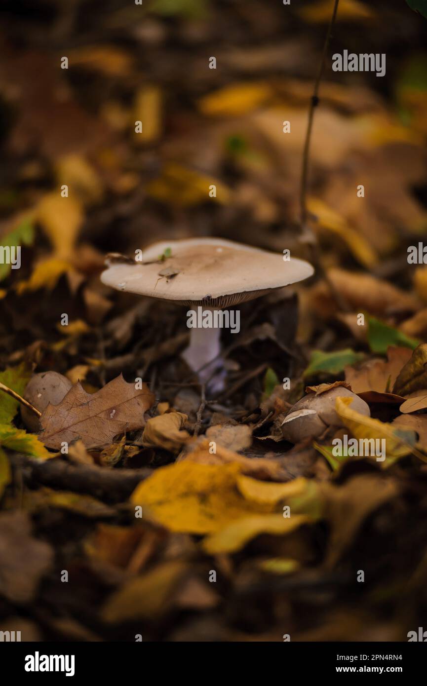 Gray row mushroom in the autumn forest Stock Photo