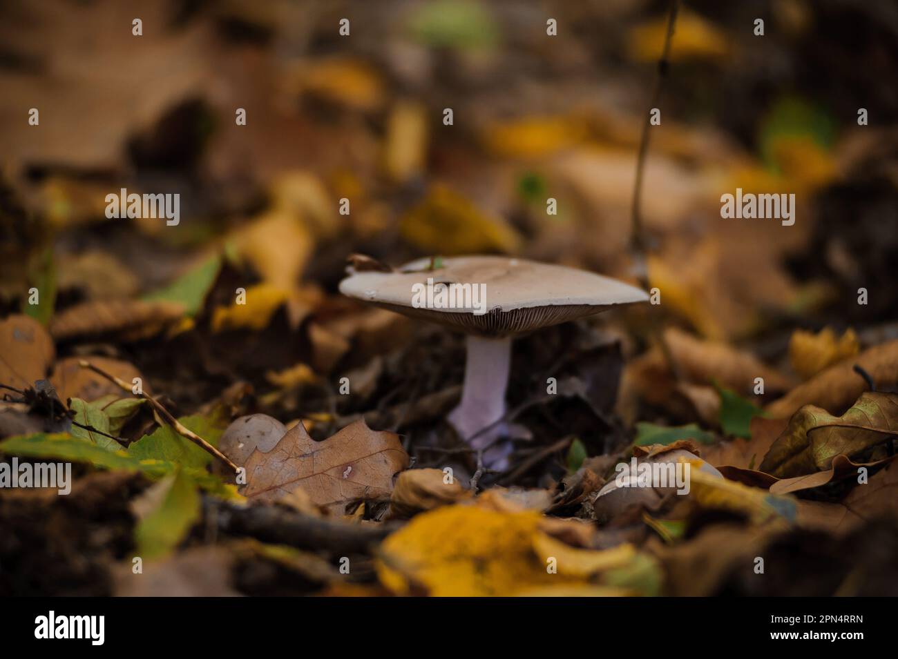 Gray row mushroom in the autumn forest Stock Photo