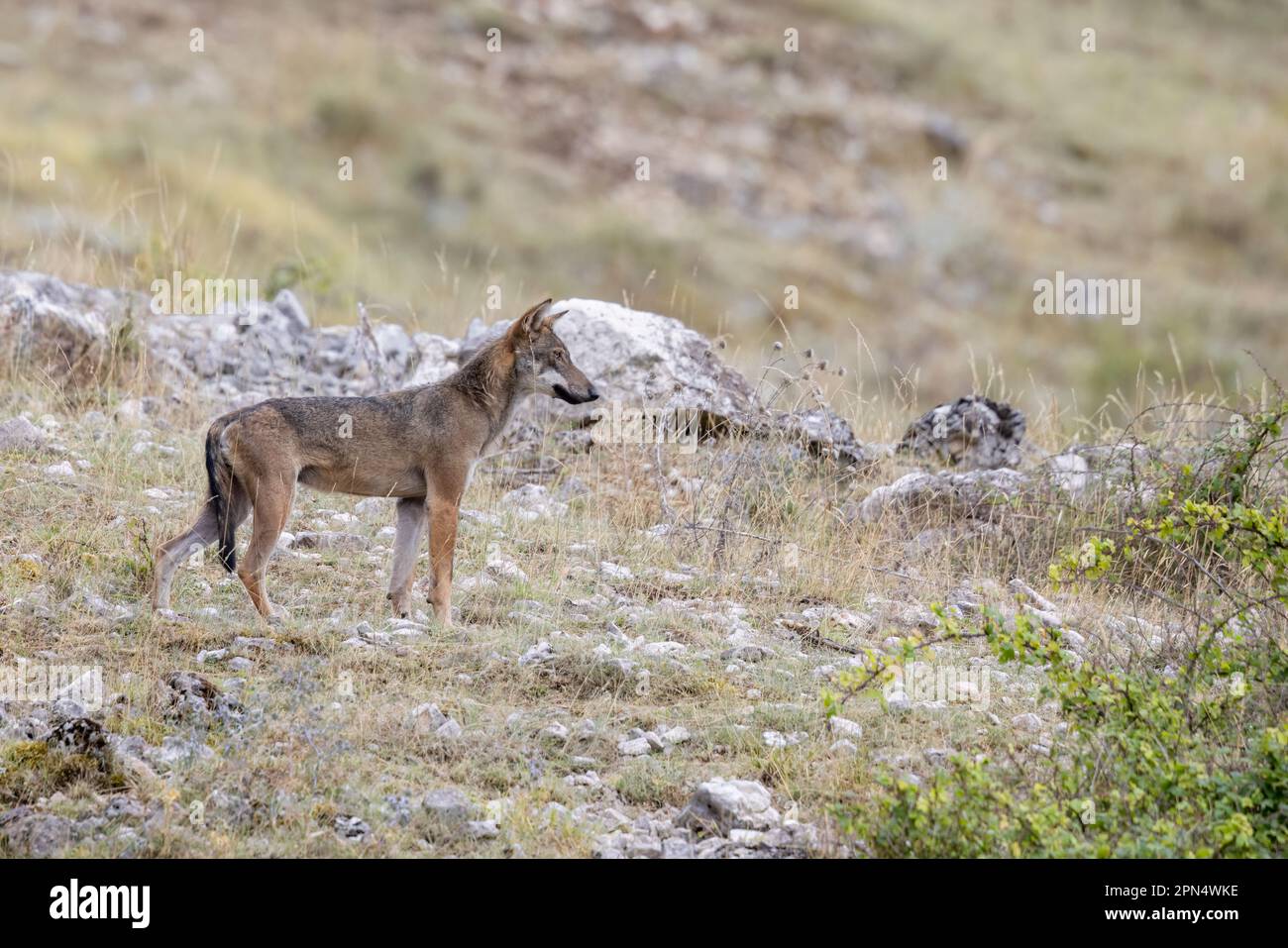 Young wolf in Abruzzo, Lazio , Molise National Park. Stock Photo