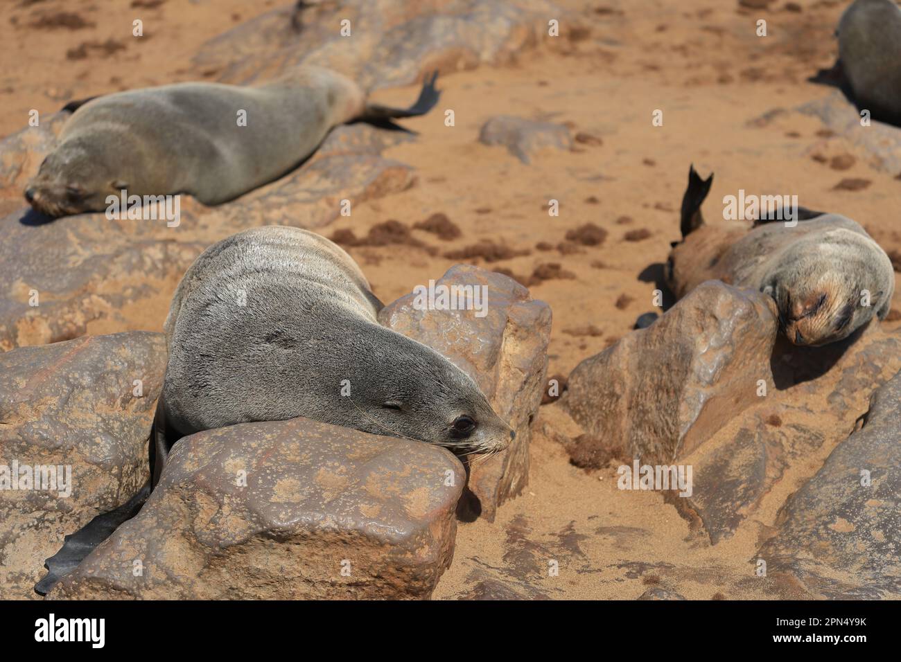 resting and sleeping seal in the cape cross seal reserve Stock Photo