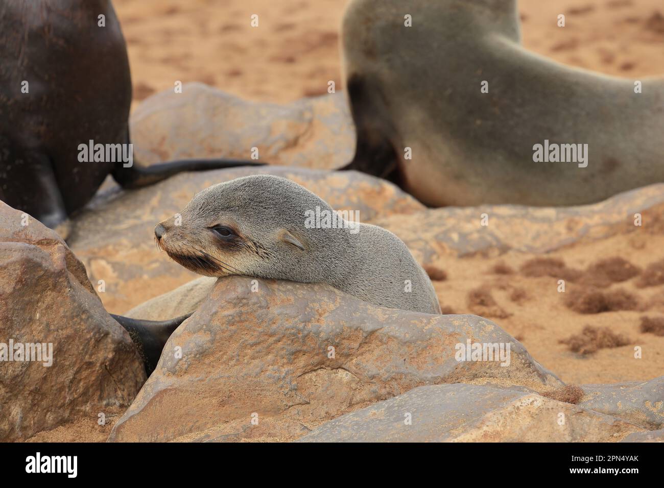 resting and sleeping seal in the cape cross seal reserve Stock Photo