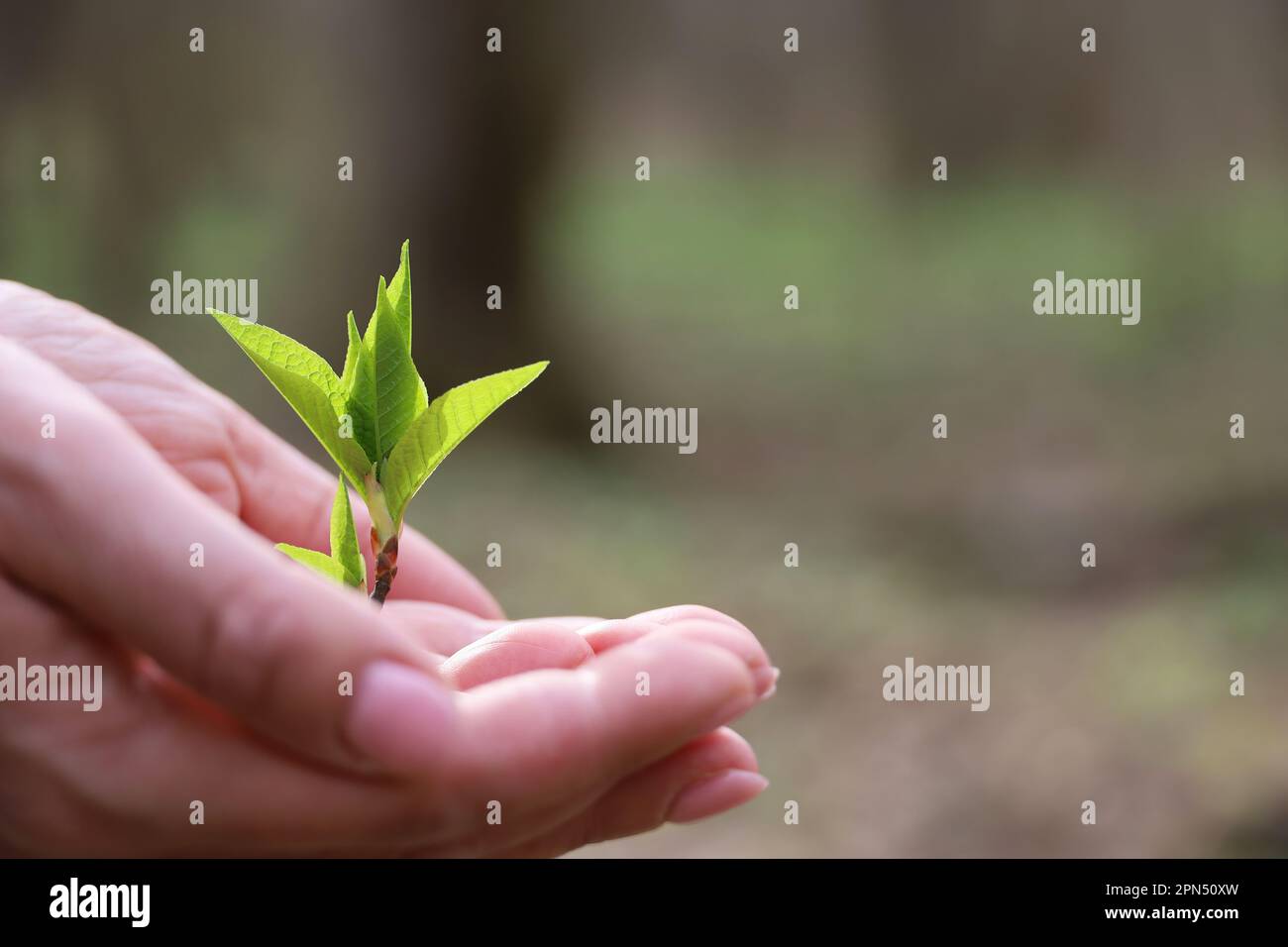 Female hands with green sprouts in spring forest. Concept of ecology, World Environment Day Stock Photo