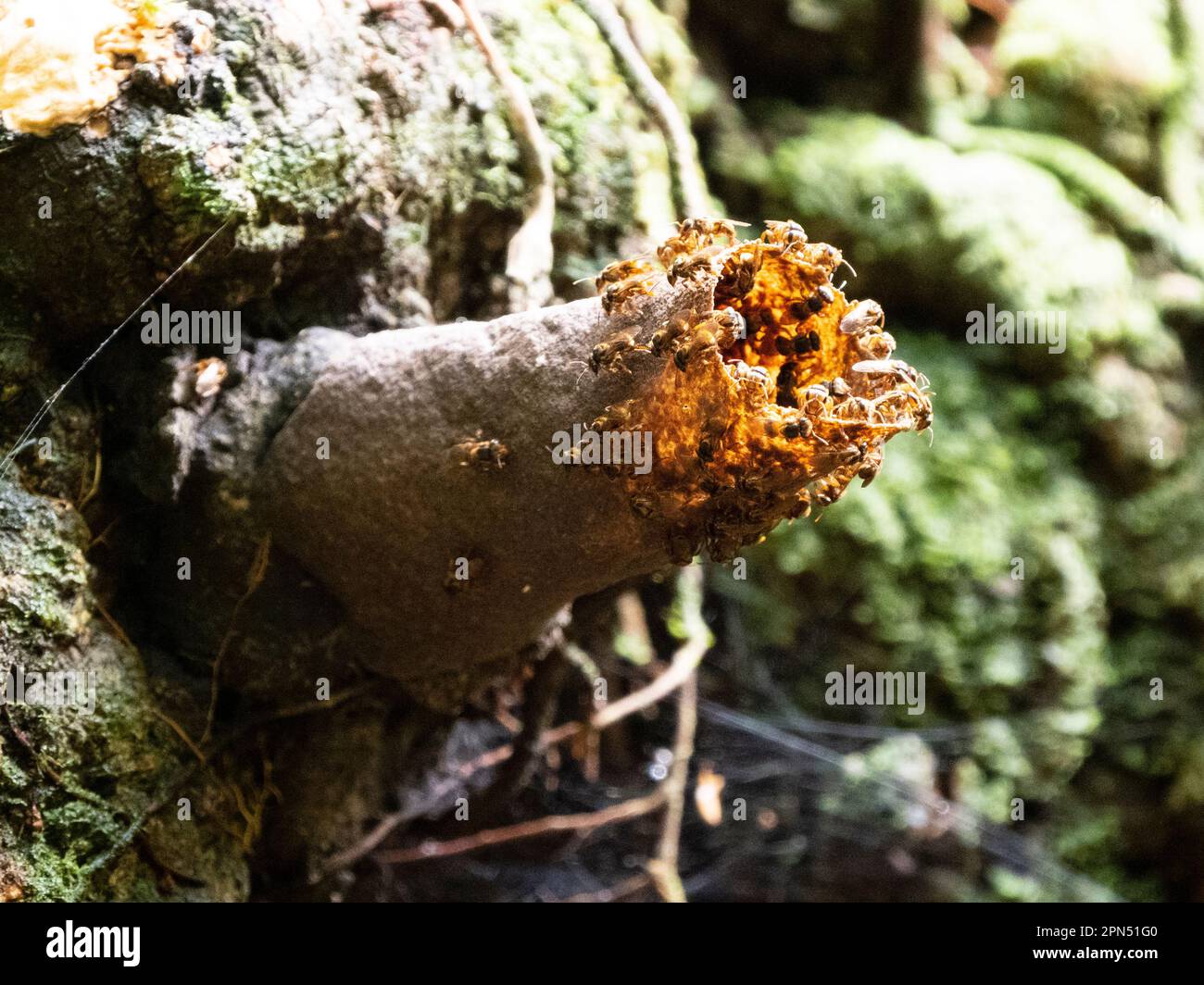 Bee hive, Corcovado National Park, Osa Peninsula, Costa Rica Stock Photo