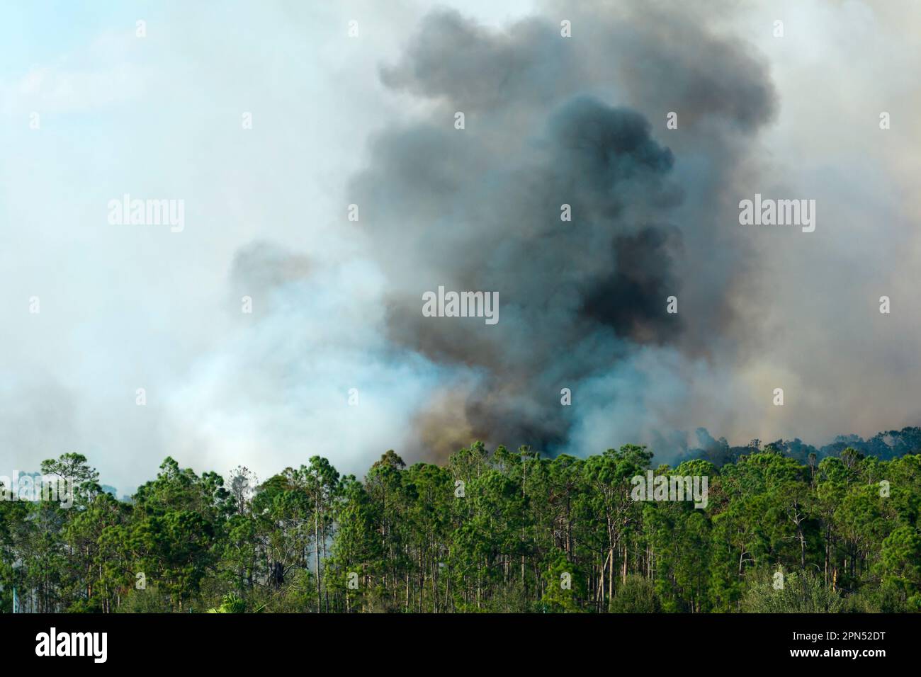 Huge wildfire burning severely in Florida jungle woods. Hot flames in 