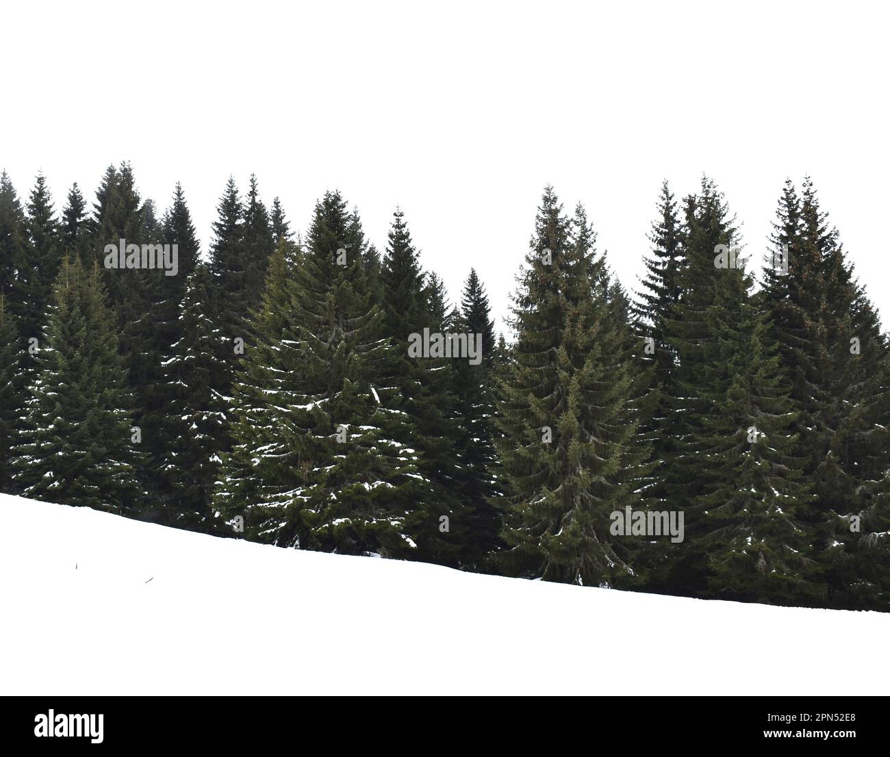 Snow cover on the mountain Kopaonik in Serbia , Europe. Green pine ...