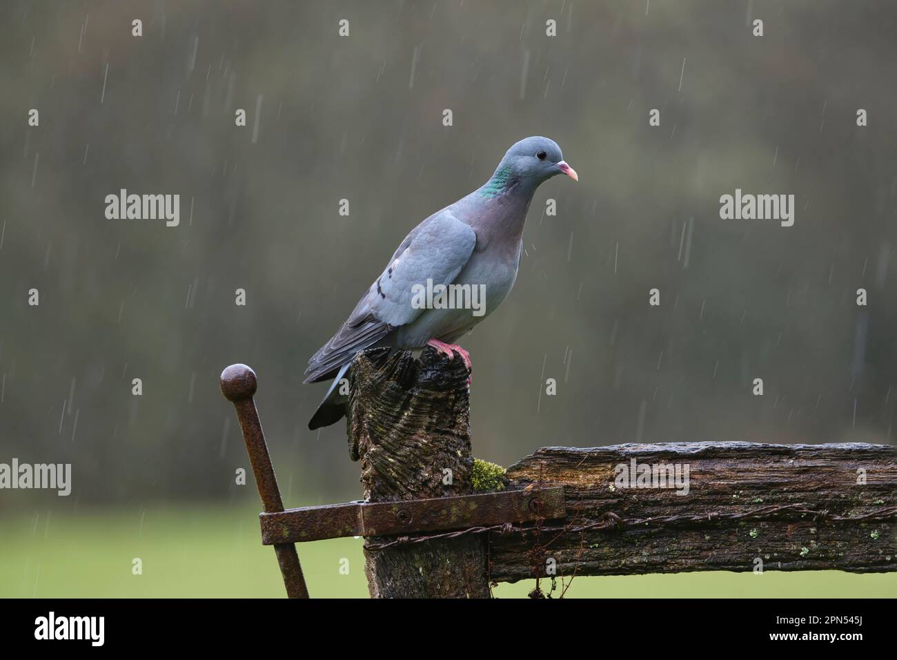 Stock dove (Columba oenas) perched on an old gate during a spring rain shower Stock Photo