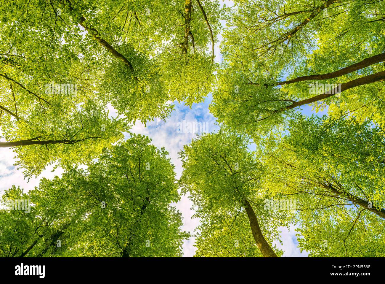 Tree canopy from below spring hi-res stock photography and images - Alamy