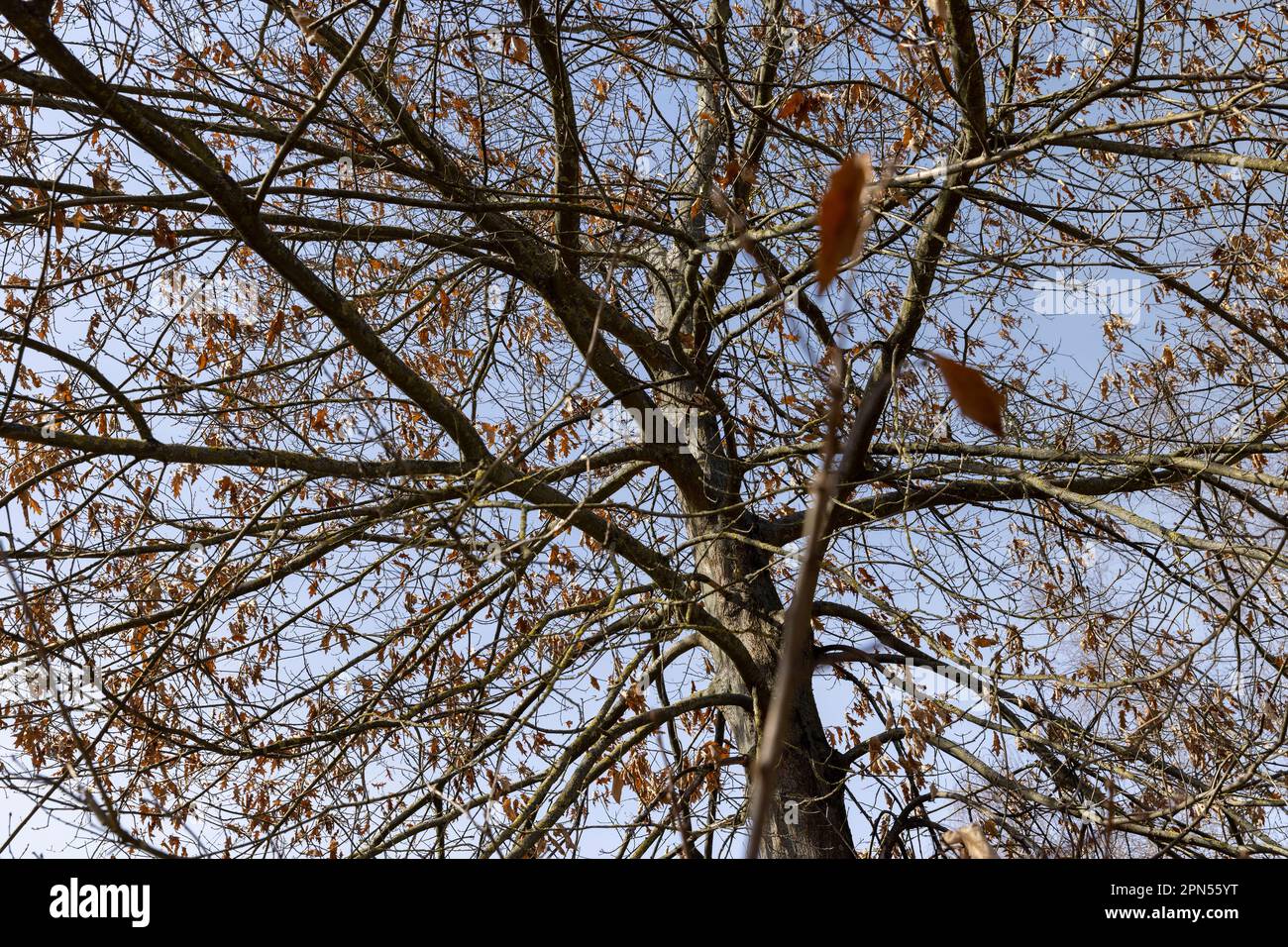 Branches of oak trees in the park in spring sunny weather, old tall
