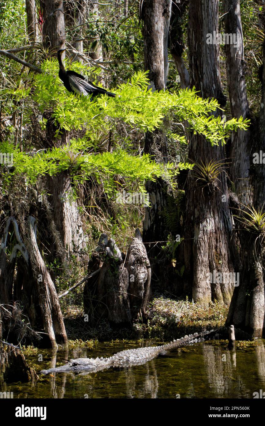 American Alligator, Allligator mississippiensis, glides in Big Cypress Swamp beneath Cypress branches with perched  a male Anhinga anhinga Stock Photo
