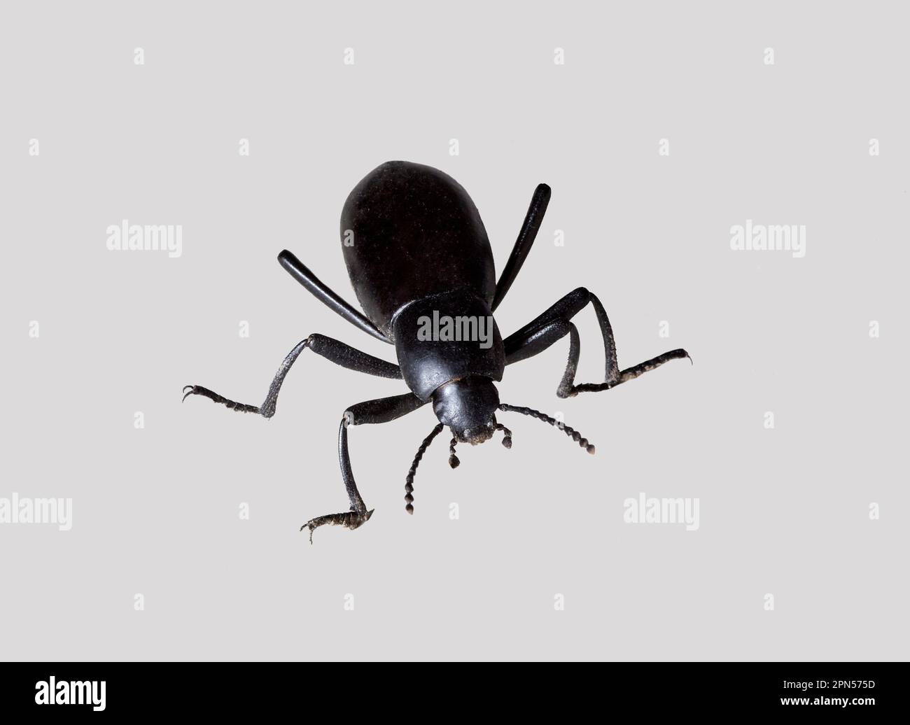 A Close up of a Black Beetle also called Pinacate Beetle or Stink Bug