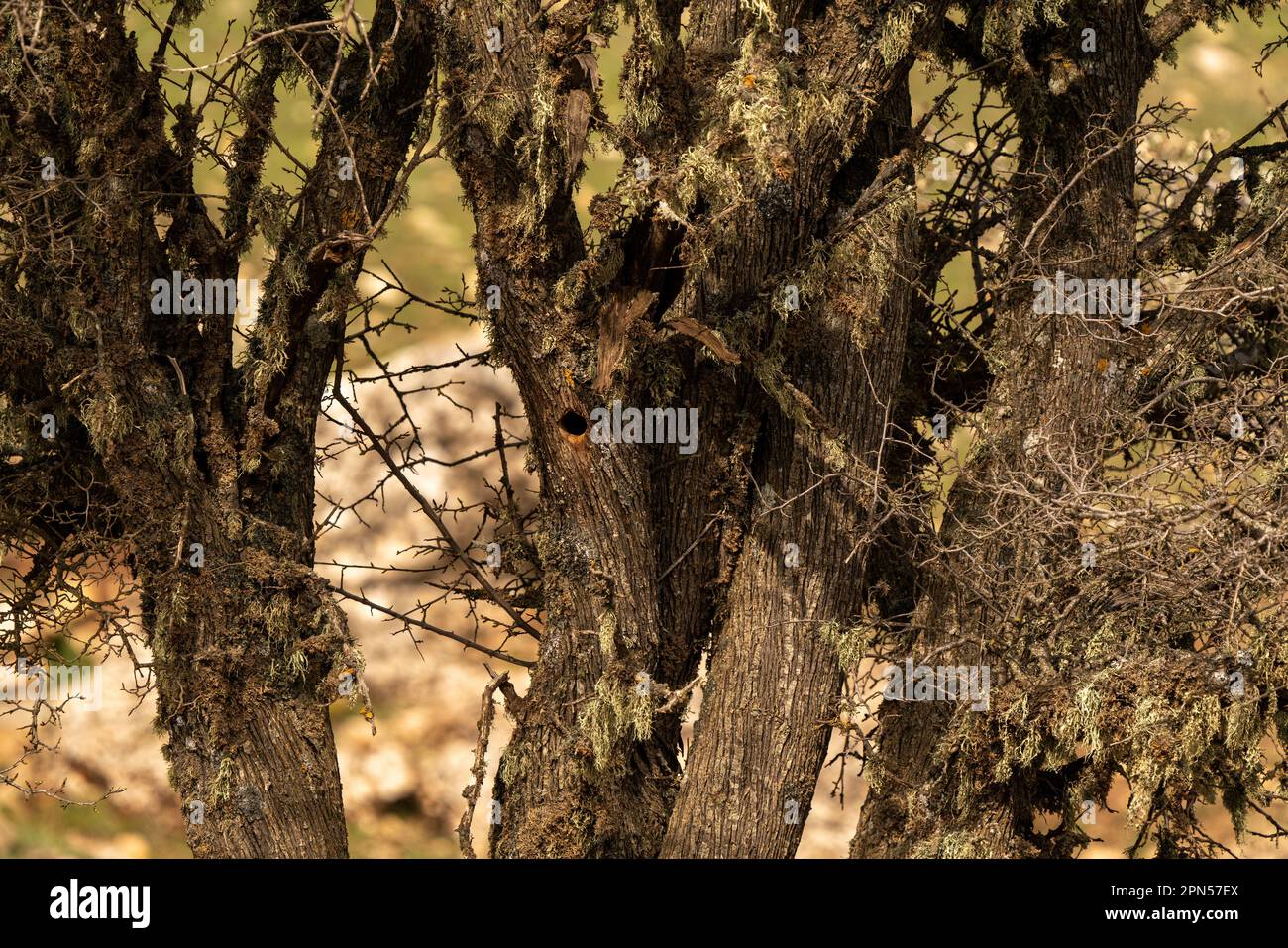 Woodpecker nest in an old cedar tree in Turkey Stock Photo