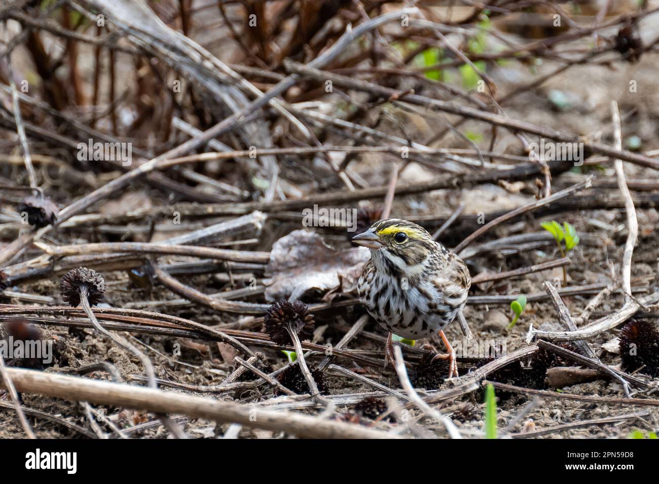 A Savannah sparrow, Passerculus sandwichensis, spring plumage feeding on seeds in a garden in Speculator, NY USA in the Adirondack Mountains. Stock Photo