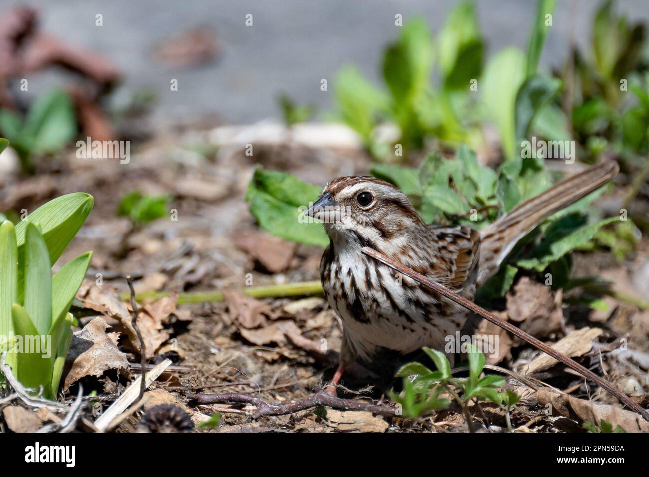 A Song sparrow, Melospiza melodia, foraging for seeds in a garden in Speculator, NY USA in the Adirondack Mountains. Stock Photo