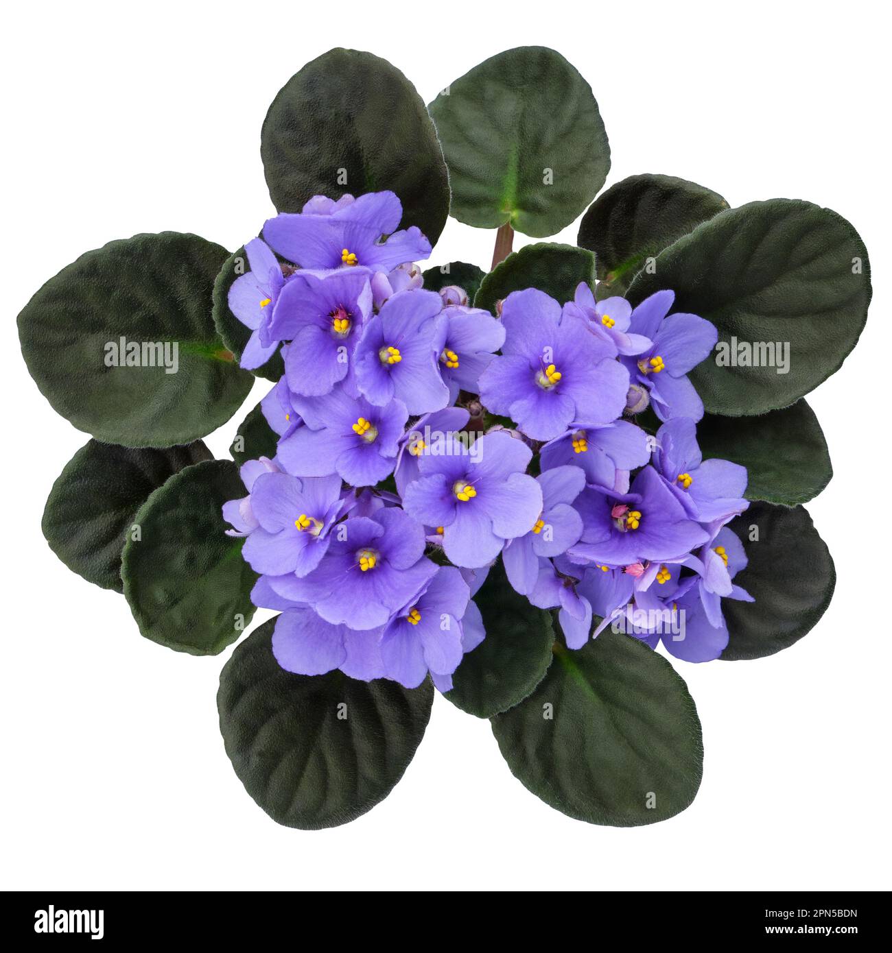 Blue Violet Saintpaulia flower isolated on white background. African Saintpaulia houseplant. Top view. Stock Photo