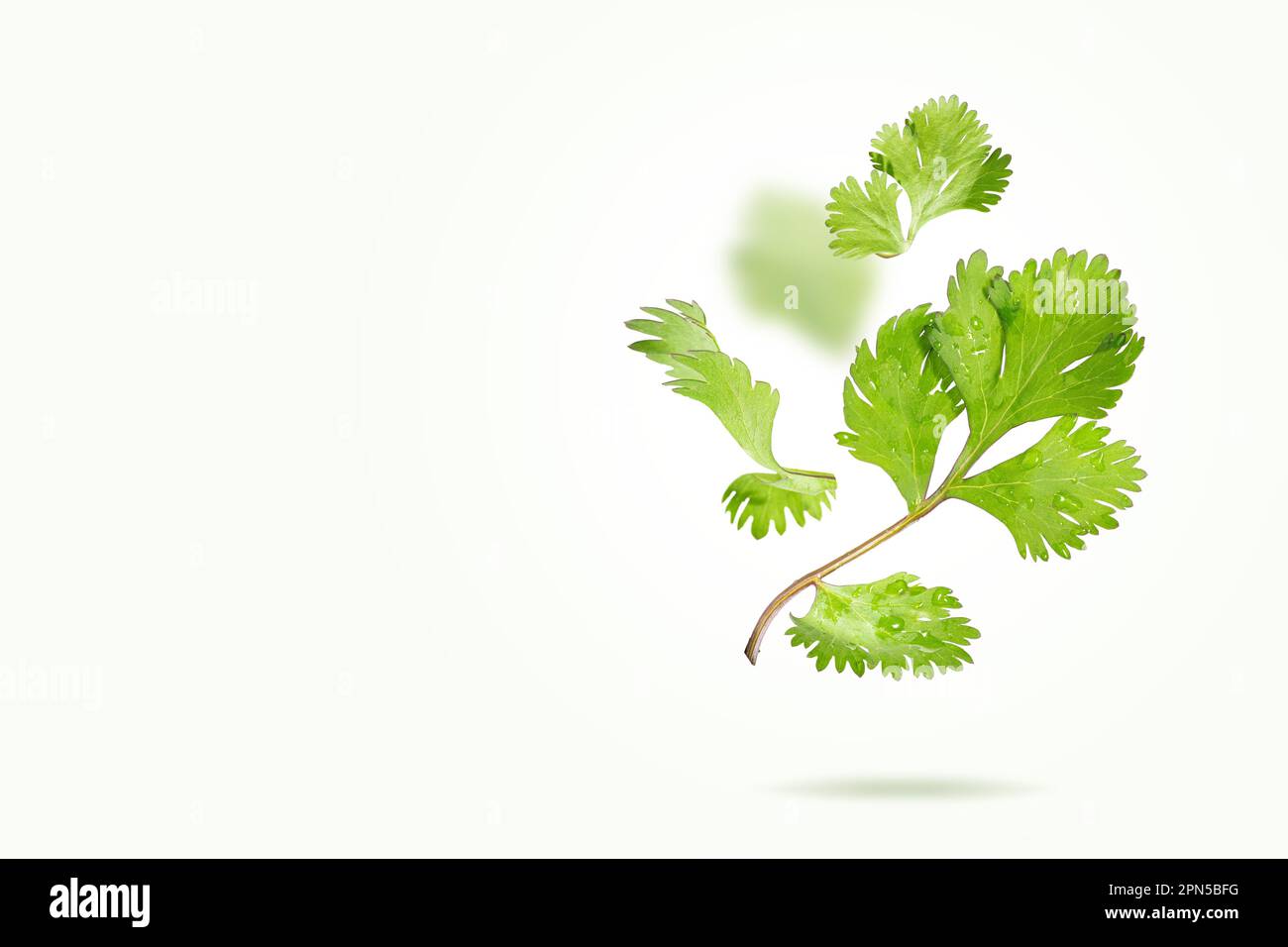 Flying Fresh Coriander leaves on light green background. Falling set of