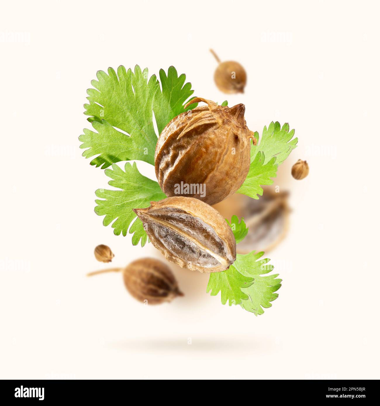 Fresh green cilantro leaves and dried coriander seeds float on a beige