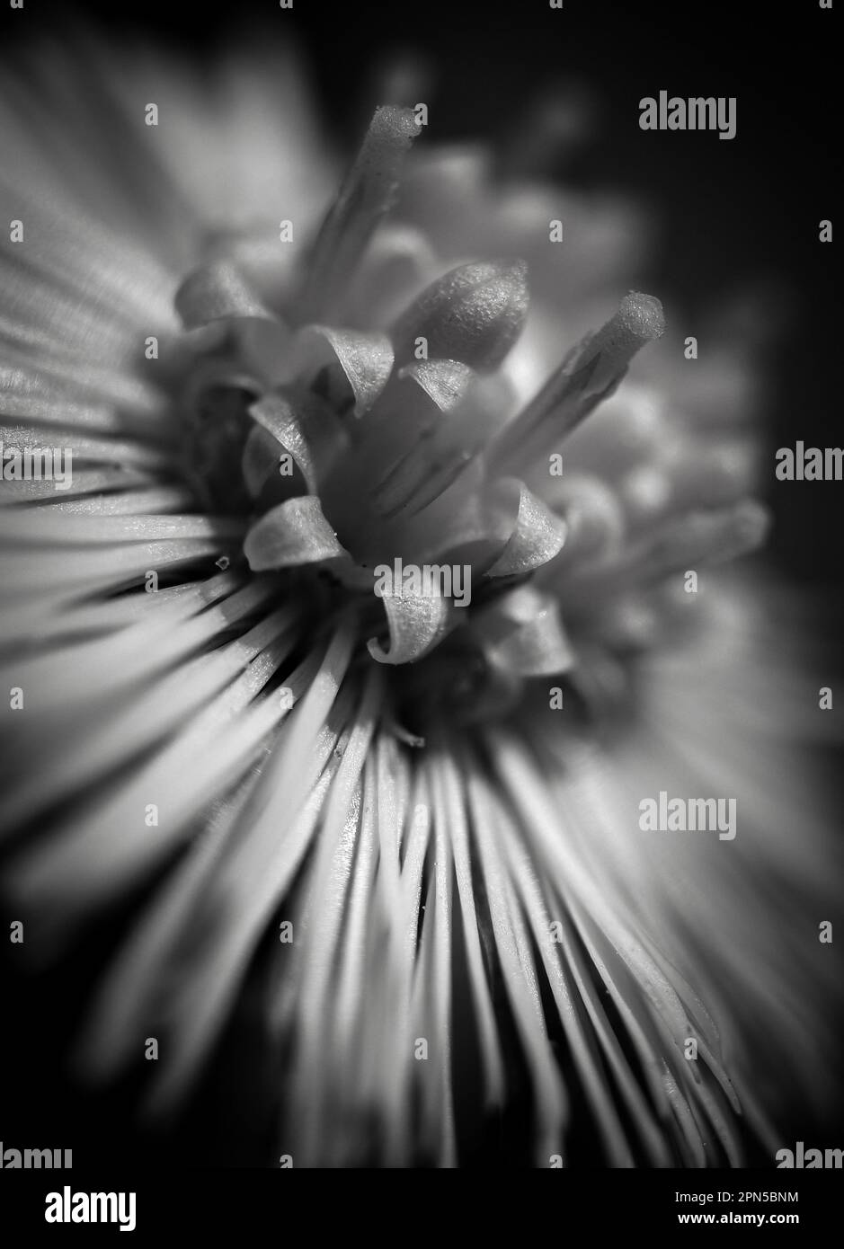 a close up of a flower in black and white Stock Photo - Alamy