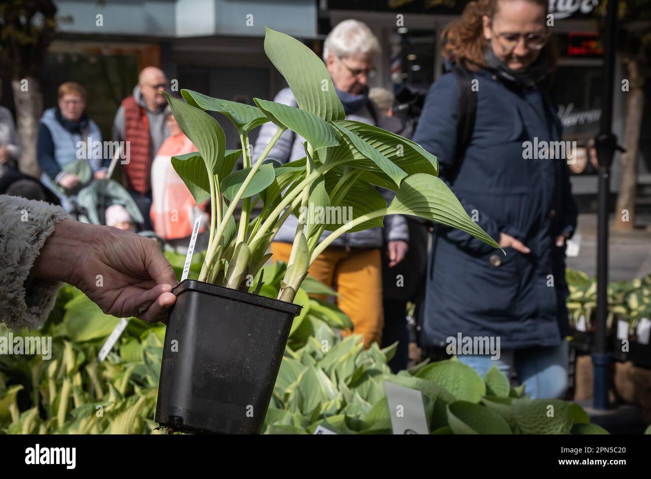 Neuwied, Germany - April 15, 2023: funkia plants (hosta) in a flower pot with interested customers in the background at the local spring garden market Stock Photo