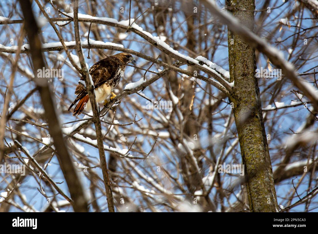 Red-tailed Hawk (Buteo jamaicensis) perched on a snow covered branch, horizontal Stock Photo