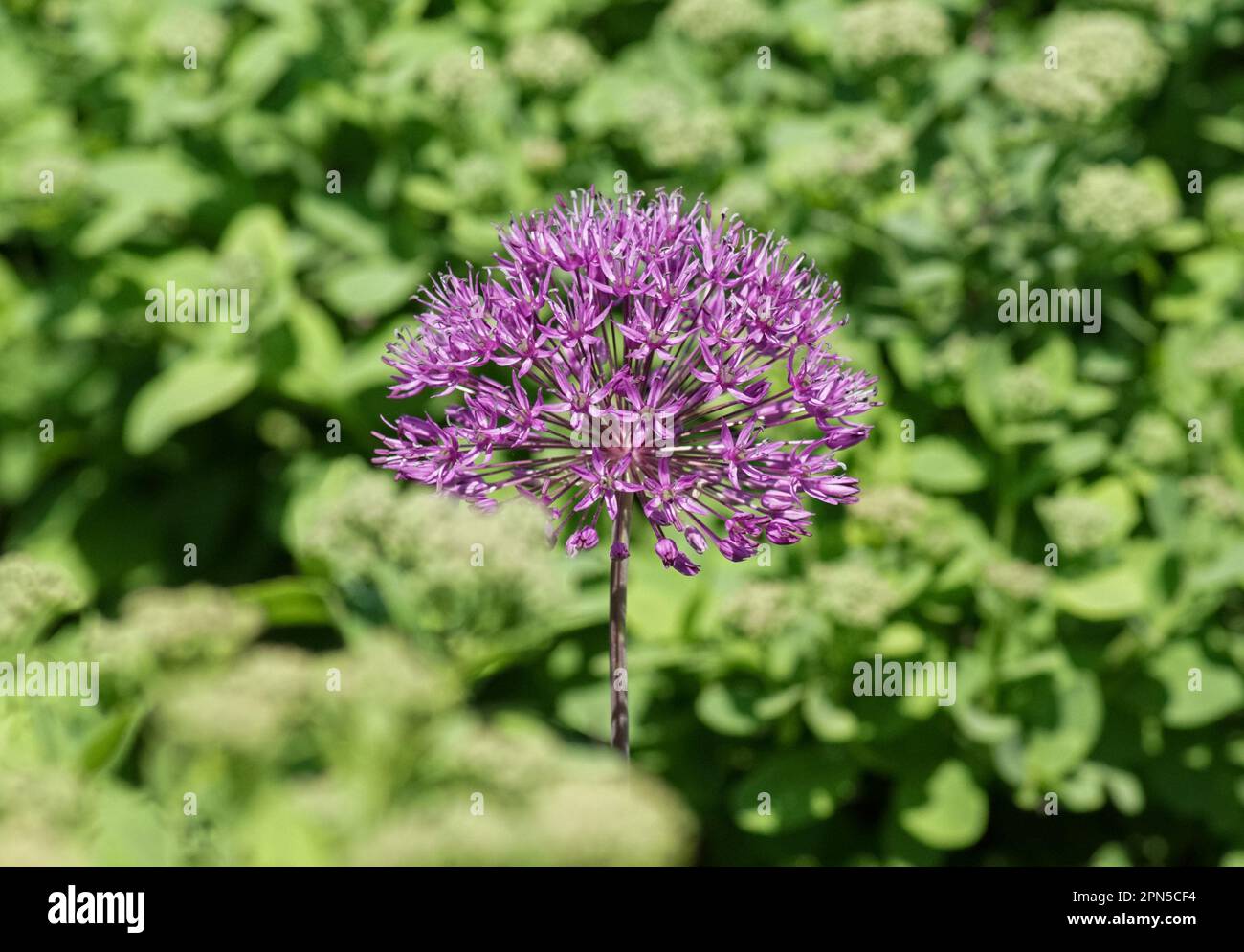 a close up of a purple flower on a plant Stock Photo