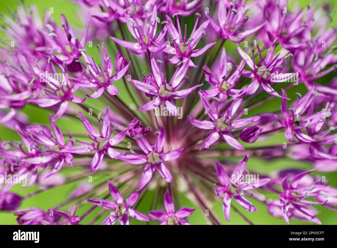 Close up of a purple flowering plants Stock Photo