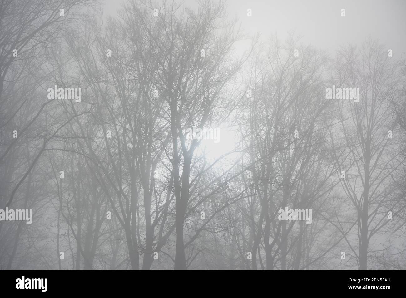 Misty mood in the winter forest hi-res stock photography and images - Alamy