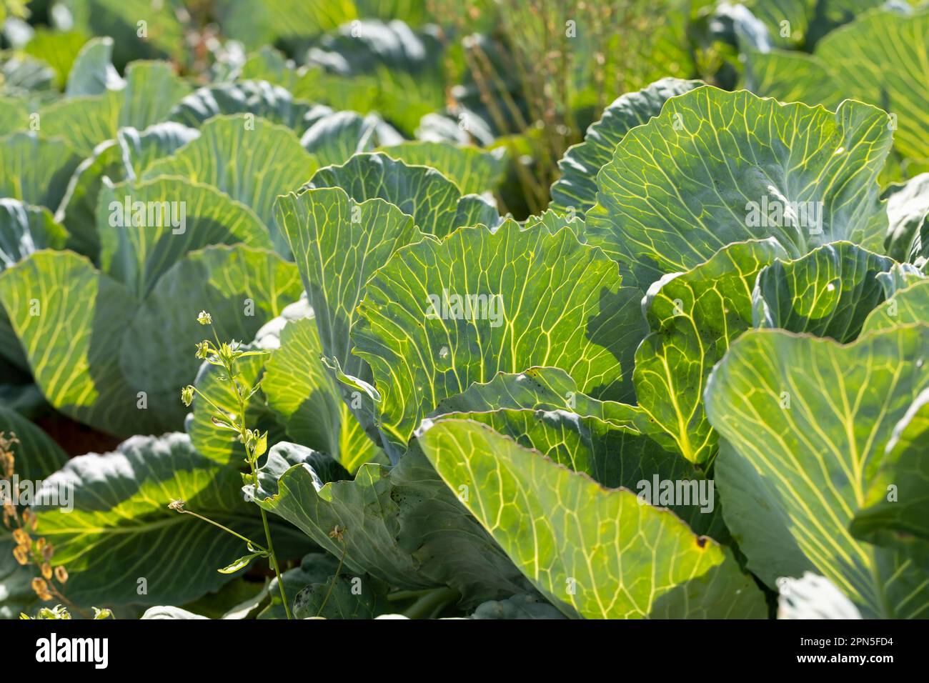A field with a cabbage harvest in the summer season, a closeup of a cabbage harvest whose
