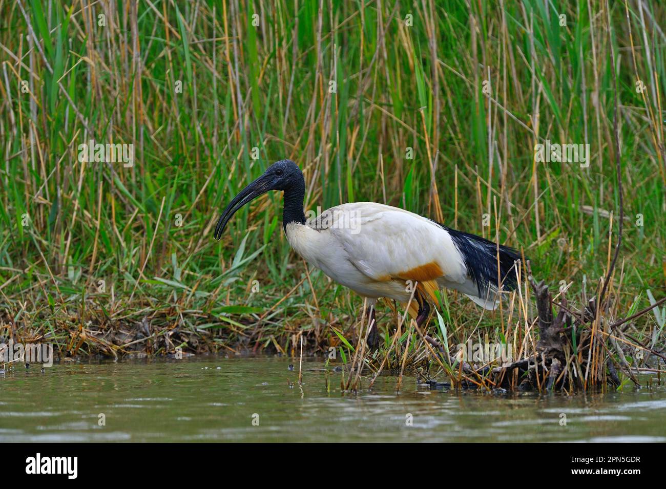 African sacred ibis (Threskiornis aethiopicus Stock Photo Alamy