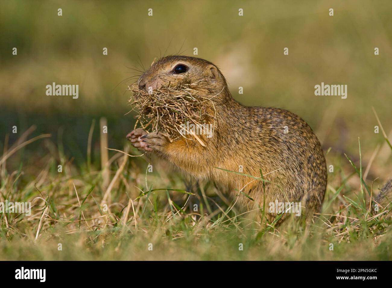 European ground squirrel (Spermophilus citellus) European ground ...