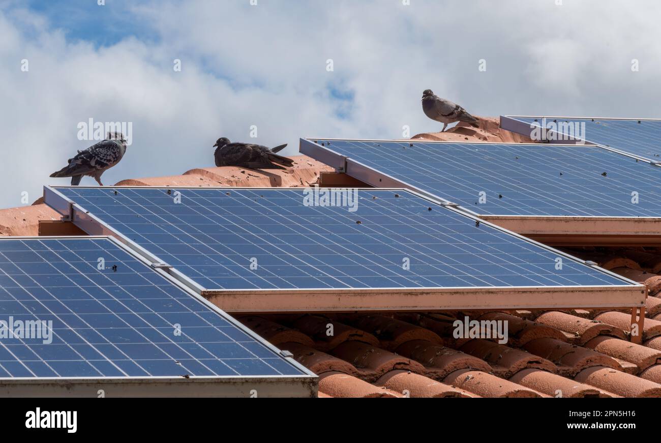 Closeup of birds sitting on solar panels on tiled roof of house, solar panels dirty with pigeon